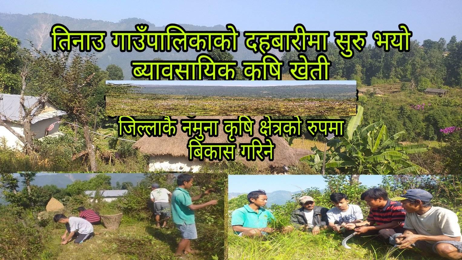 पाल्पाको तिनाउ गाउपालिका तिन दहबारिमा व्यवसायिक कृषि खेति सुरु:जिल्लाकै नमुना बनाइने