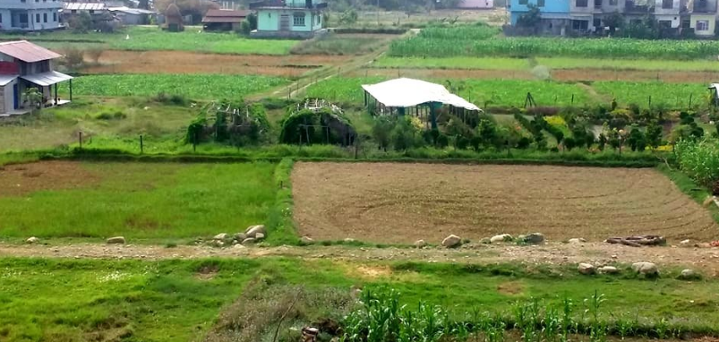 स्मार्ट कृषि गाउ घोडाहा,निरन्तर कृषि उत्पादनमा