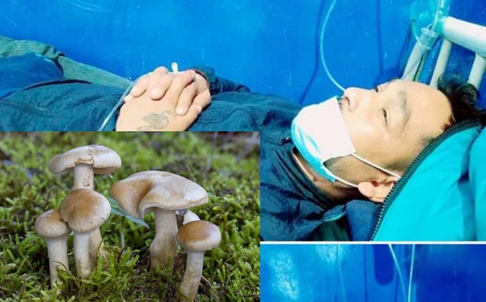 जंगली च्याउ खादा सात जना बिरामी,स्वास्थ्य अवस्था खतरामुक्त