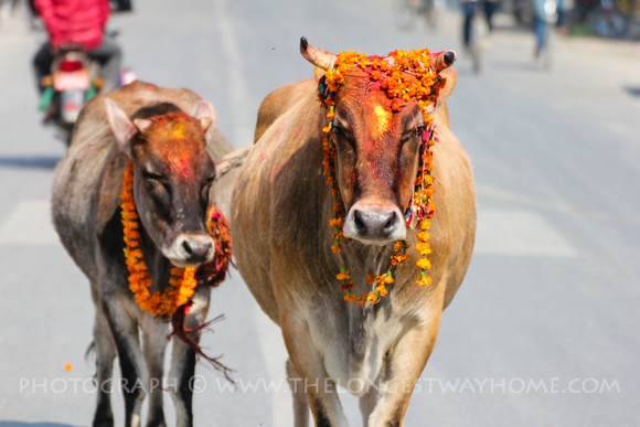 गौहत्या गर्नेलाई कडा कारबाही गर्न राप्रपा देवदहको माग