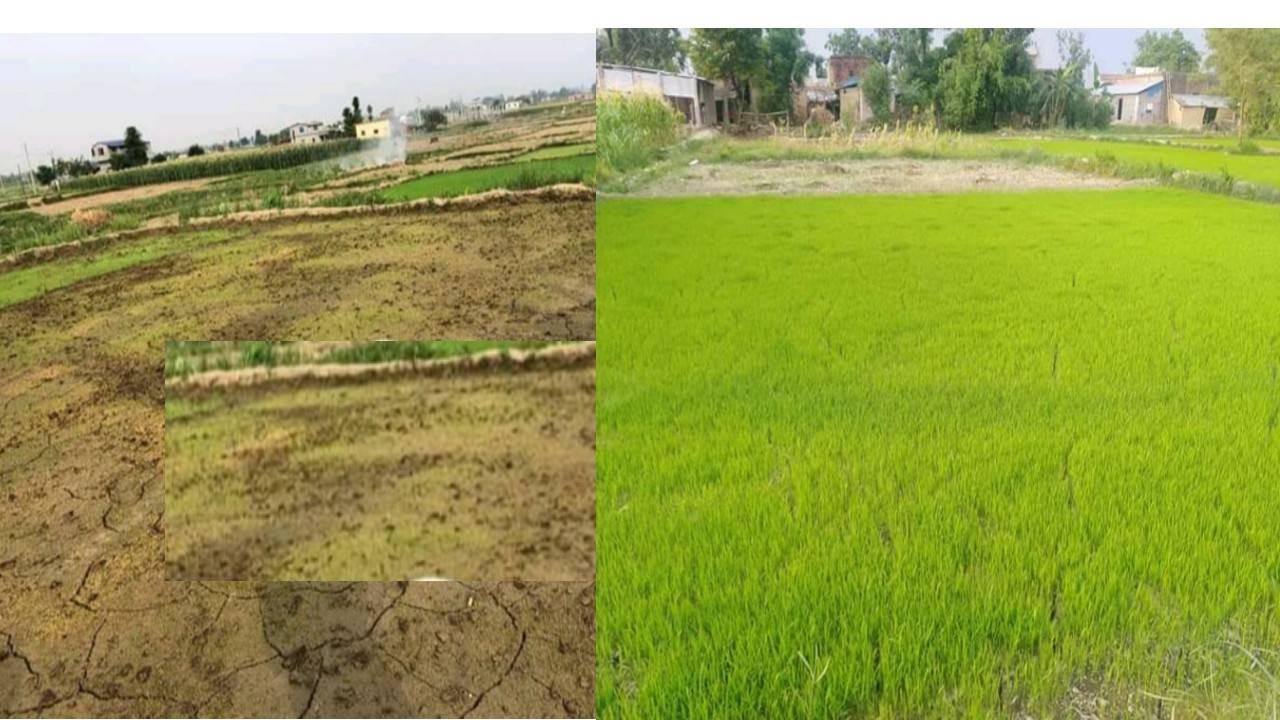 देवदहमा धानको बिउ नउम्रिएपछि किसानहरु चिन्तित,नगरपालिकाले अनुगमन गर्दै