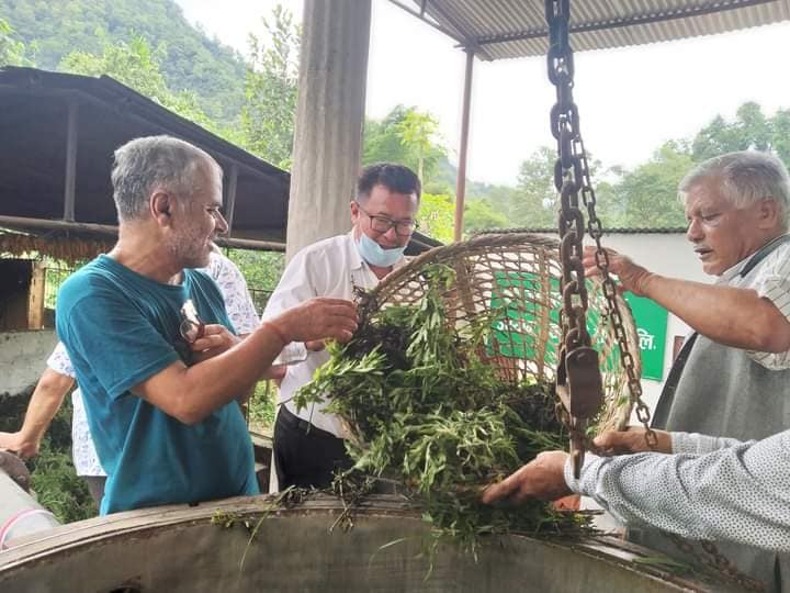 पाल्पाको झुम्सामा तितेपातीको तेल उत्पादन सुरु