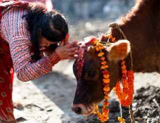 आज यमपञ्चकको चौथो दिन गाई र गोरुको पूजा गरि मनाइदै