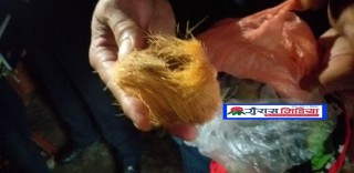 कस्तुरीको बिना सहित देवदह बाट ३ जना पक्राउ
