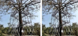 सिन्धुलीमा २७ लाख खर्चेर ‘ट्री टावर’