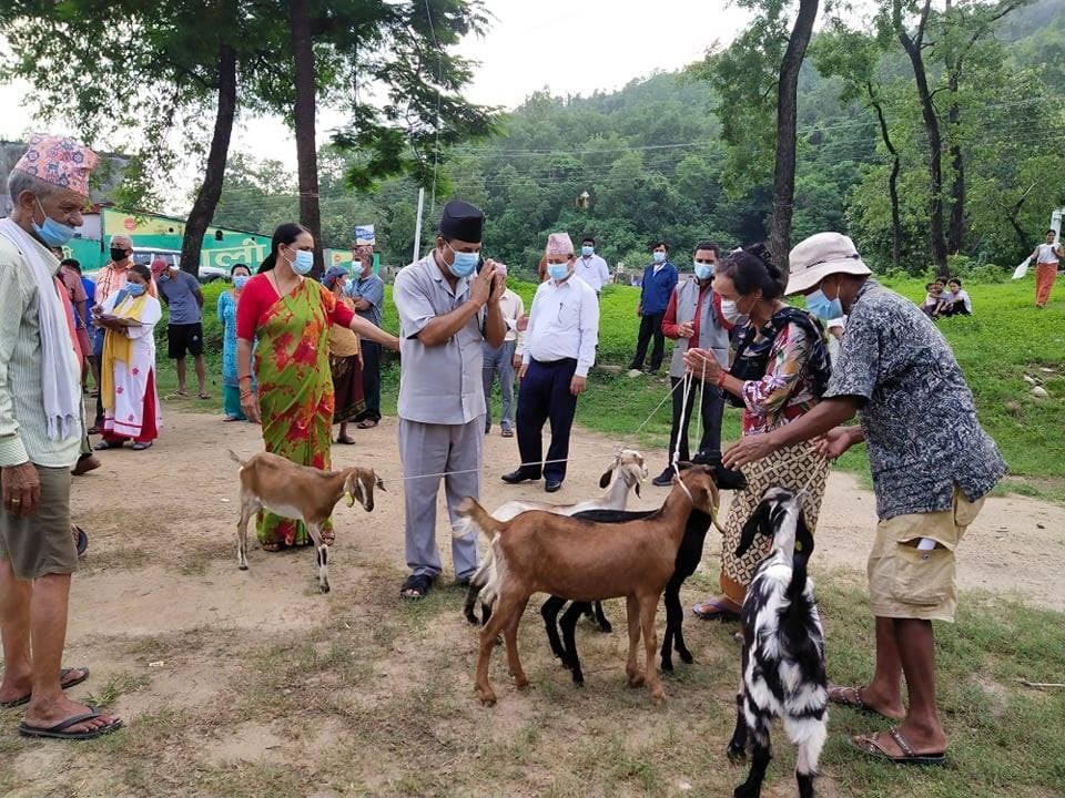 बुटवल उपमहानगरद्वारा विपन्न परिवारलाई बाख्रा वितरण