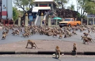 थाइल्याण्डमा बाँदरका दुई गुटबीच ‘ग्याङ फाइट’:घण्टौँ ट्राफिक जाम