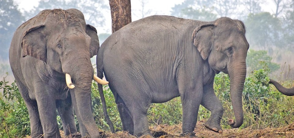 भारतबाट आएका भाले हात्ती कोसी टप्पुमा पोथी हात्तीसँग मायापिरती गाँस्दै