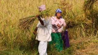 बर्षाले पाकेको धानबालीमा क्षेति,कृषक चिन्तित