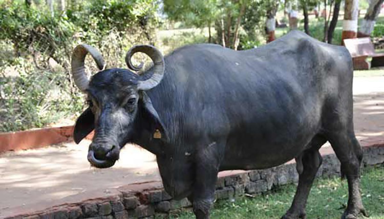 कुकुरले टोकेर बिरामी परेको भैंसीको मासु खाँदा १ सय ४० भन्दा बढी बिरामी