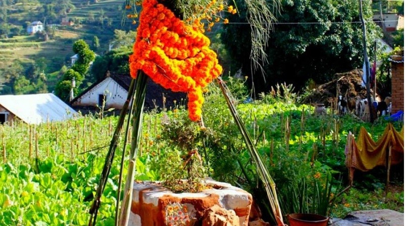 आज हरिबोधिनी एकादशी : तुलसी दामोदरको विवाह गरी मनाइँदै