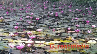 पर्यटकको पर्खाइमा देवदहको सिमसार क्षेत्र (भिडियो सहित)
