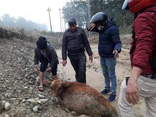 पशुलाई 'पासो' बन्दै बुटवल-नारायणगढ सडकखण्ड छेउका खाडल
