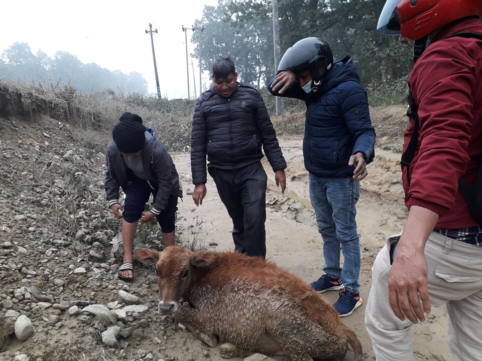 पशुलाई 'पासो' बन्दै बुटवल-नारायणगढ सडकखण्ड छेउका खाडल