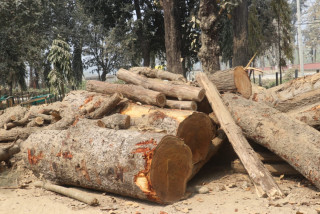 अबैध रुपमा काटेको ३०२ क्यूफिट काठ देवदह माविबाट बरामद