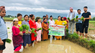 देवदहमा राष्ट्रिय धान दिवस मनाइयो (फोटो फिचर)