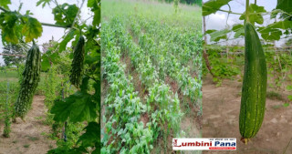 बगरमा हरियाली, फलफूल र तरकारी