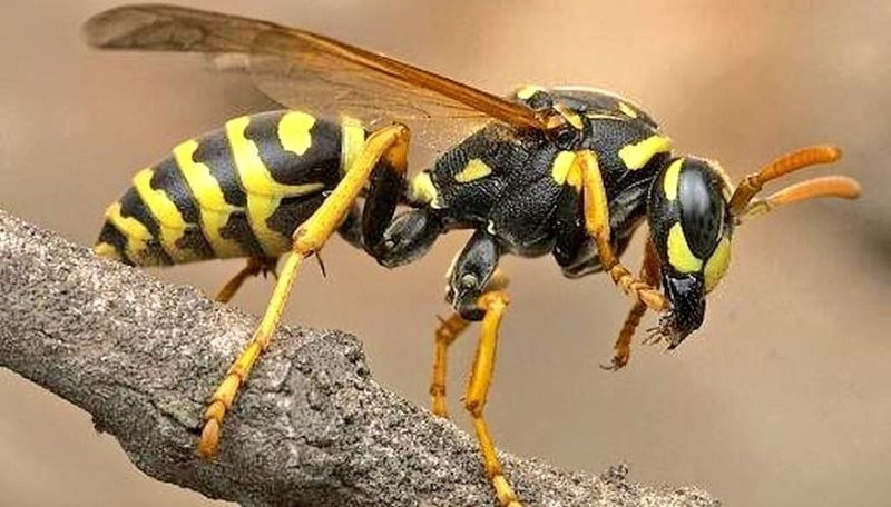 अरिङ्गालले टोकेर गुल्मीमा एक जनाको मृत्यु