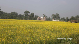 तोरी फुल्यो बारीमा (फोटोफिचर)