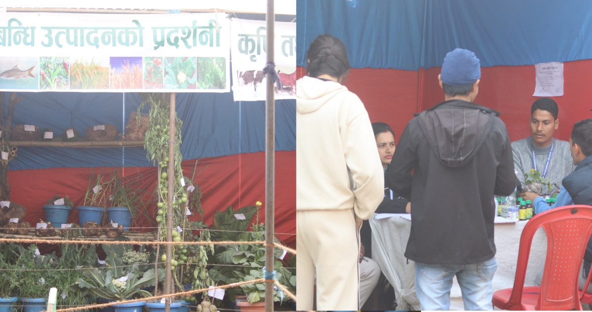 देवदह महोत्सवमा वाली उपचार शिविर, ४५ कृषकले गराए वाली परिक्षण
