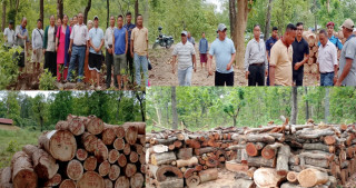 सरहनकालिका सामुदायिक वनले गर्यो ६०३४.६९ क्युफिट काठ संकलन