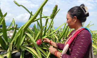 कौसीमा ड्रागन फलाएर वार्षिक आठ लाख आम्दानी