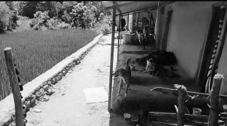 देवदहमा चक्कु प्रहारबाट एक जनाको मृत्यु, एक घाइते