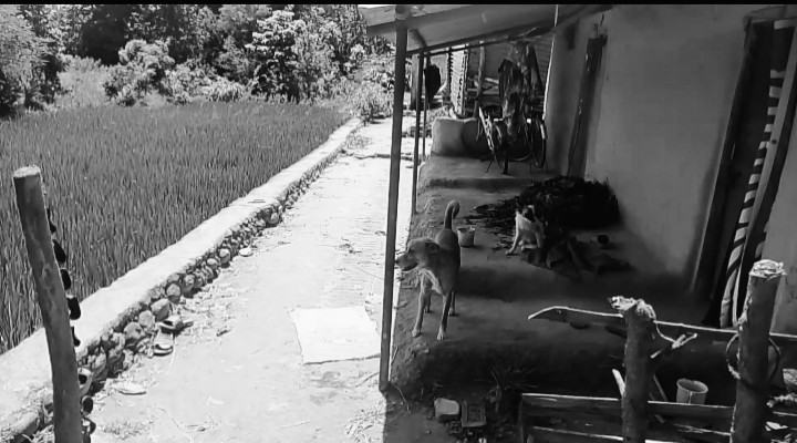 देवदहमा चक्कु प्रहारबाट एक जनाको मृत्यु, एक घाइते