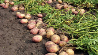 बागलुङमा एक अर्ब ९४ करोड ६० लाखको आलु उत्पादन