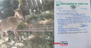 मिलन सामुदायिक वनले उद्धार गरेको नीलगाई शंकरनगर वन बिहार तथा अनुसन्धान केन्द्रमा छोडियो