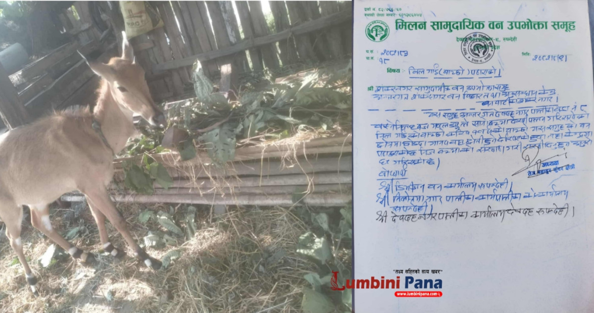 मिलन सामुदायिक वनले उद्धार गरेको नीलगाई शंकरनगर वन बिहार तथा अनुसन्धान केन्द्रमा छोडियो