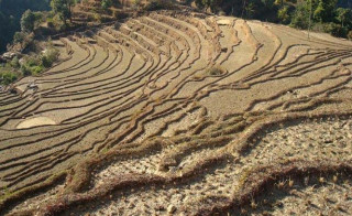 देशभरका ६७० स्थानीय तहद्वारा जमिनको नक्सा अद्यावधिक, कृषि क्षेत्रमा ५२ स्थानीय तह