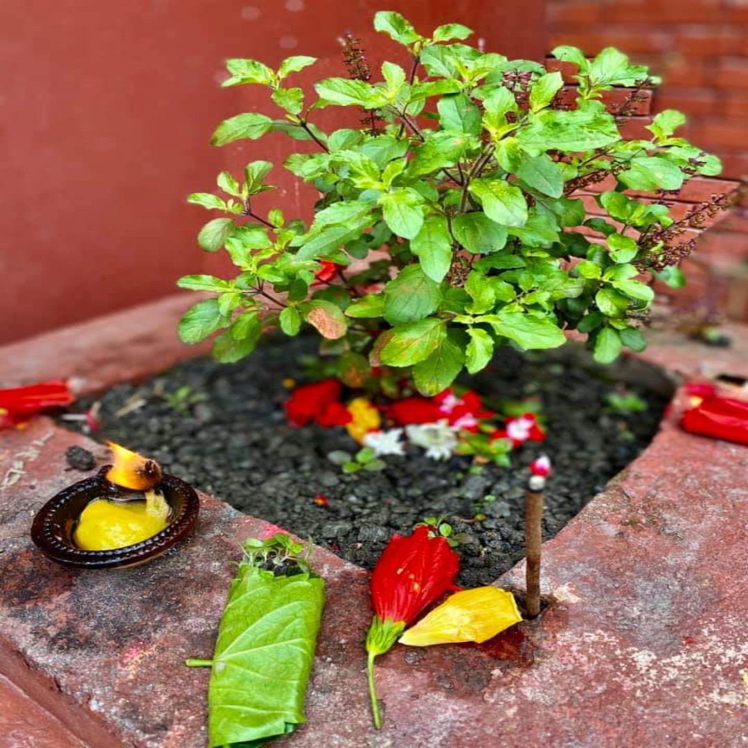 हरिशयनी एकादशी आज : तुलसी मठमा सार्ने परम्परासँगै चतुर्मास व्रत सुरु